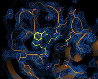 2calpeptin_density_light_extended_web_thumbnail_thumbnail.jpg