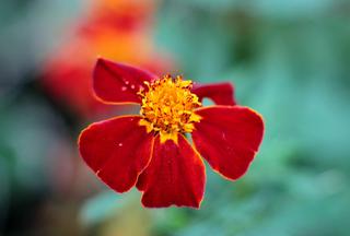 tagetes-patula-linnaeus-g76a4cb311_1920_thumbnail.jpg