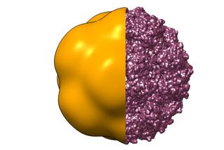 capsid_analysis_thumbnail.jpg
