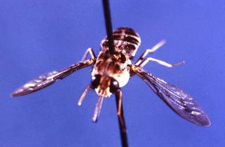 21024_Tsetse_fly_phil_cdc_gov_thumbnail.jpg